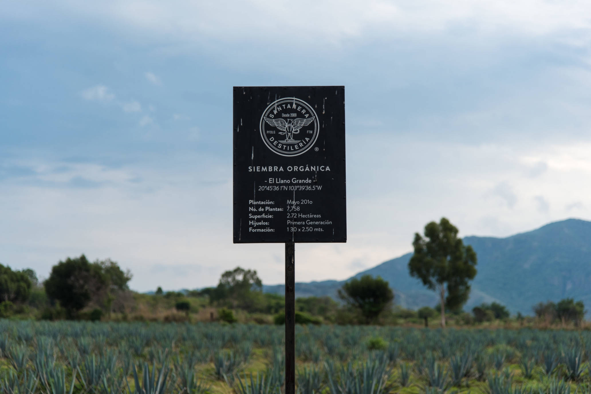 Santanera-tequila-first-agave-brand-in-the-world
